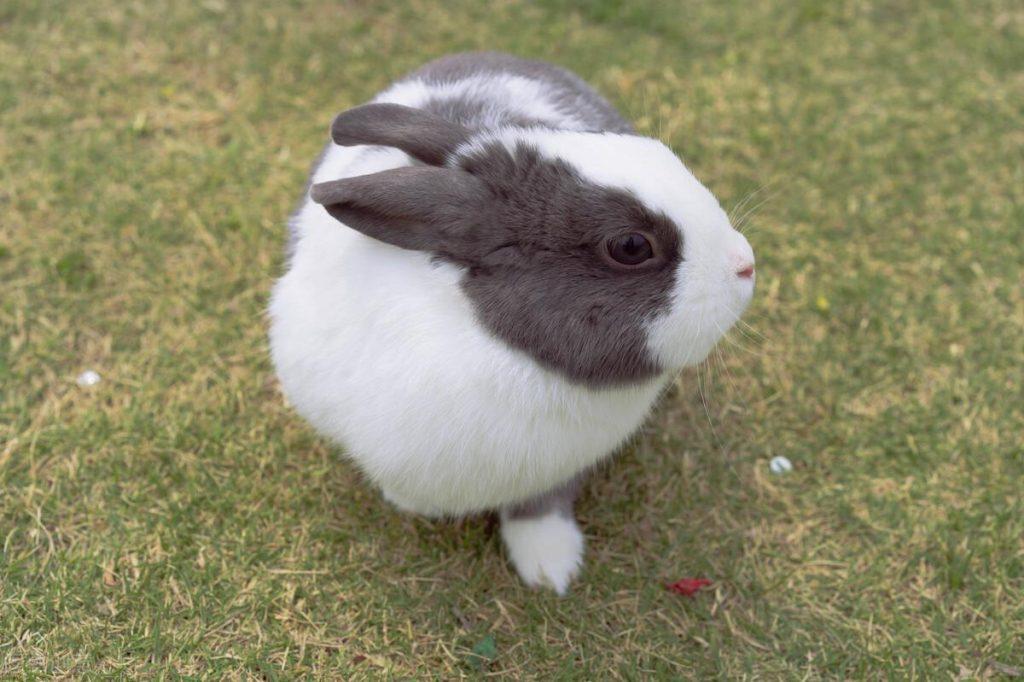 养兔经验：兔子耳螨怎么清理？