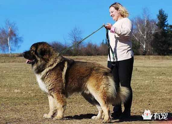 看看比藏獒还强悍的凶犬是什么？高加索犬的前世今生