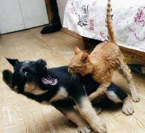 猫和狗打架你觉得是哪方赢？为什么狗会打不过猫