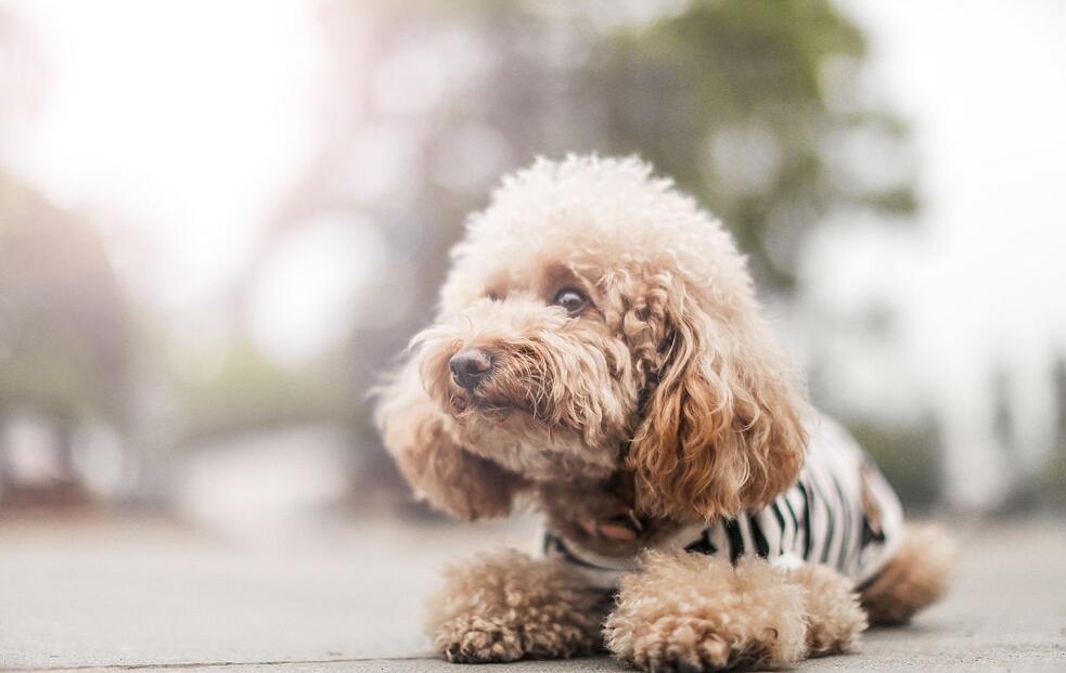 如何正确的帮泰迪犬洗澡？泰迪犬洗澡的注意事项