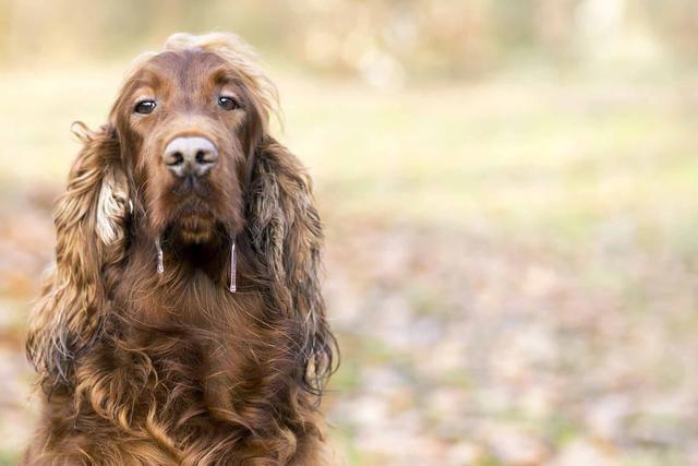 怎样判断狗狗有没有狂犬病呢？这6点你需要仔细观察（如何辨别狗狗是否有狂犬病毒）