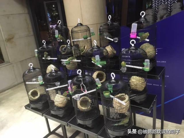 中国鸟笼有哪些品种？圆形鸟笼不能养鹦鹉的原因有哪些？