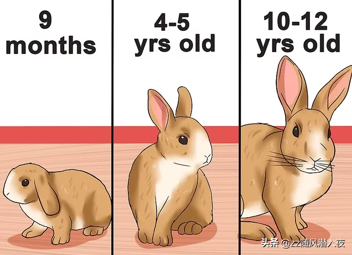 如何判断兔子的年龄？判断兔子年龄的方法介绍