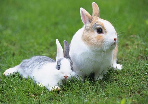 养宠经验分享：兔子口炎怎么治？3大治疗措施分享