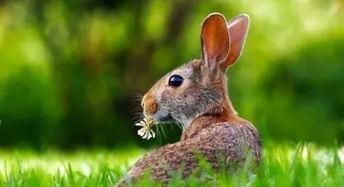 家兔常见问题“腹胀”如何有效预防？