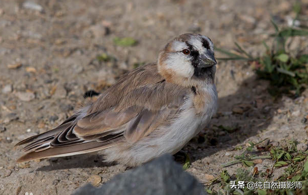 什么是棕背雪雀？介绍棕背雪雀，中国雀科之一