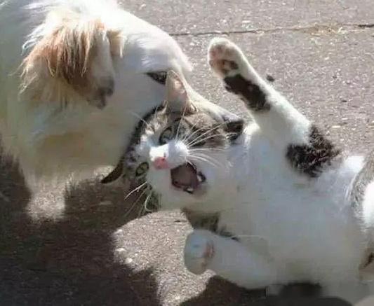 猫和狗打架你觉得是哪方赢？为什么狗会打不过猫