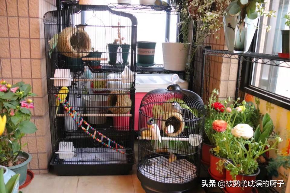 中国鸟笼有哪些品种？圆形鸟笼不能养鹦鹉的原因有哪些？