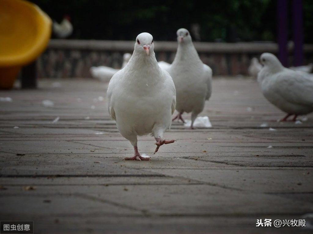 鸽子感染的这4种寄生虫病，一定要仔细辨别正确防治