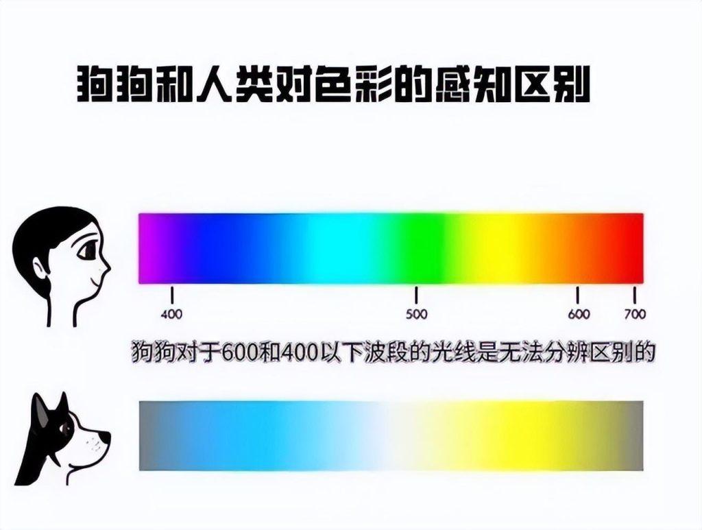 鸟类的色感很强？为啥人眼看不到紫外线的颜色？