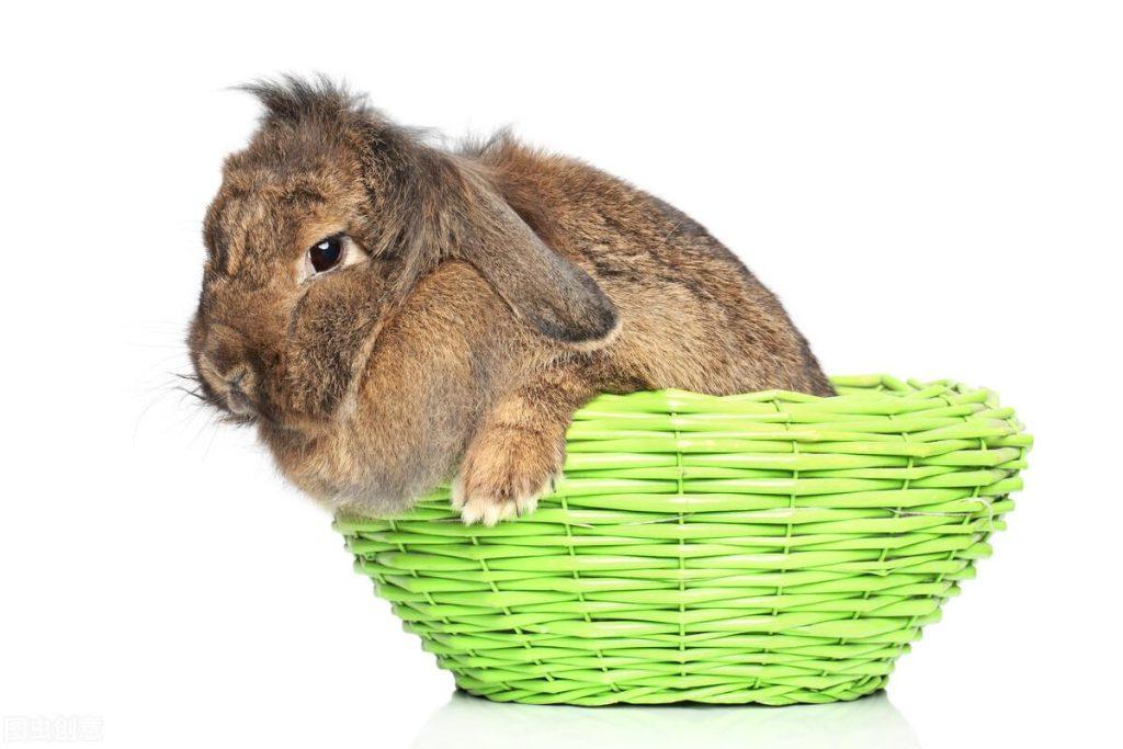 养兔经验：一个多月的垂耳兔一天没便便怎么办？