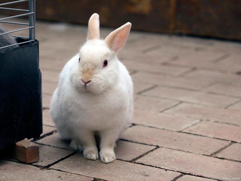 兔兔的20种行为你了解嘛？教你读懂兔兔小心思