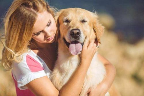 金毛犬，公犬和母犬的七大差异，想养的人最好先看看