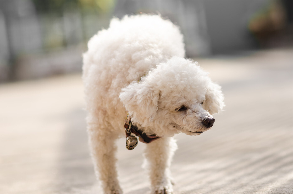 贵宾犬纯种的特征有哪些呢？以下5点特征买到就是赚到