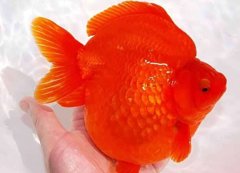 导致金鱼褪色的原因是什么？如何养出颜色鲜艳的金鱼呢？