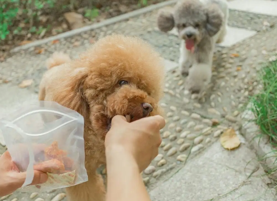 分享泰迪犬训练教学，掌握相关的训狗技巧，别说你养了那么久还不会训