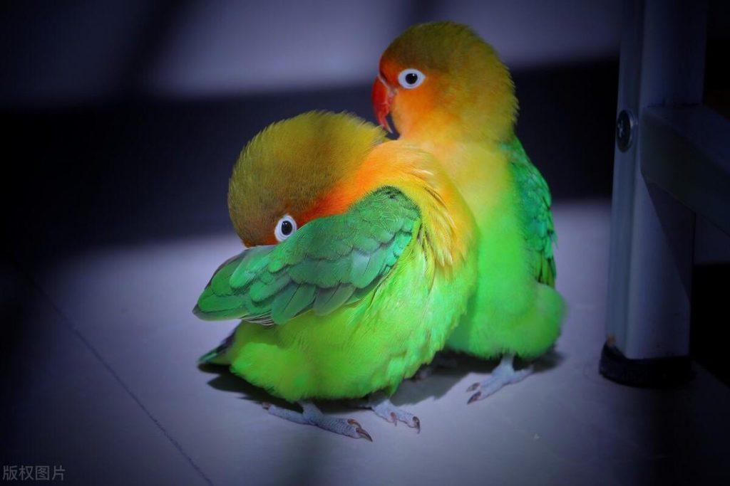 你知道你家鸟宝多大了吗？如何判断家养鹦鹉的年龄？