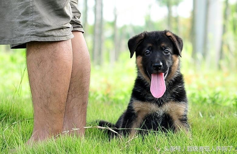 3个月大的德国牧羊犬你知道怎么喂吗？