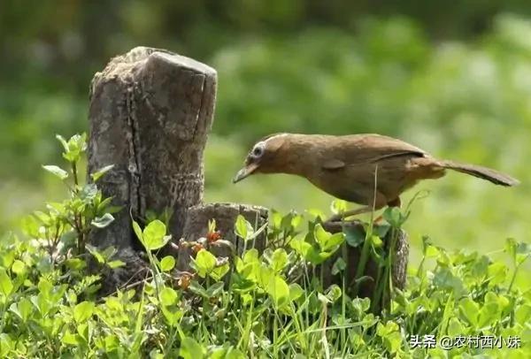 画眉鸟比较常见的几种病症介绍及治疗方式