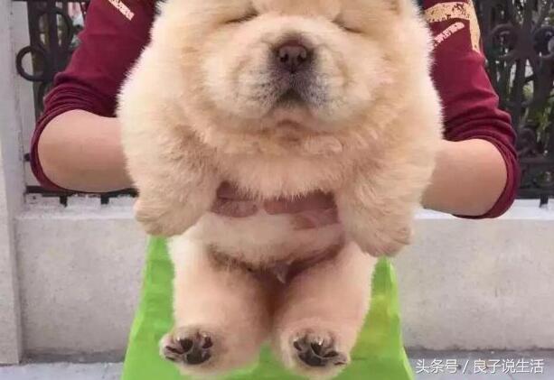 松狮犬患犬瘟有什么症状？松狮犬患犬瘟能治好吗？