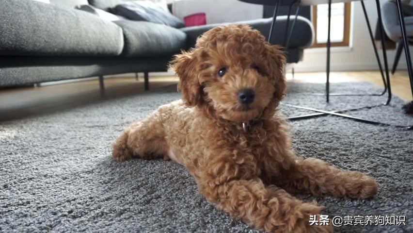 贵宾犬就是泰迪？狗狗太粘人有什么坏处？还可能咬伤家人