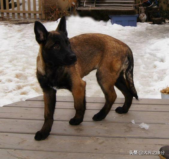 如何解决马犬便秘的情况跟？介绍6招从此与便秘绝缘