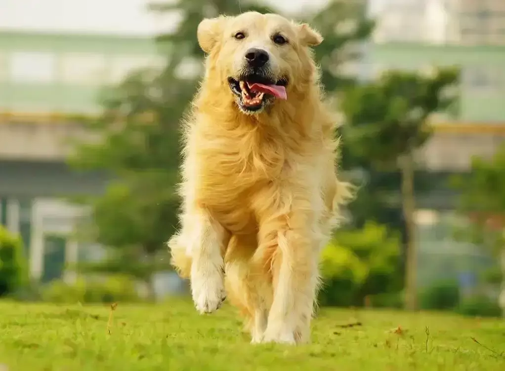 当金毛犬有这些症状时，家长们就要注意了，多留意观察狗狗的行为