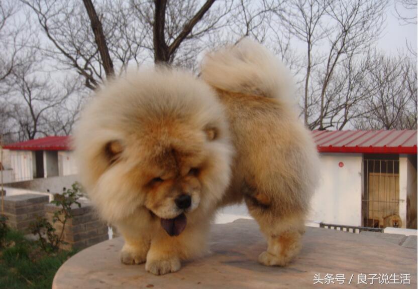 松狮犬患犬瘟有什么症状？松狮犬患犬瘟能治好吗？