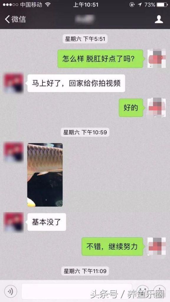 龙鱼反复脱肛怎么办？大体上也就几种原因导致的，教你这种方法