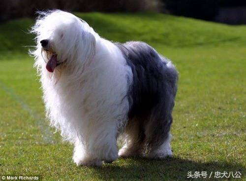 什么是标准的古代牧羊犬？介绍标准的古代牧羊犬