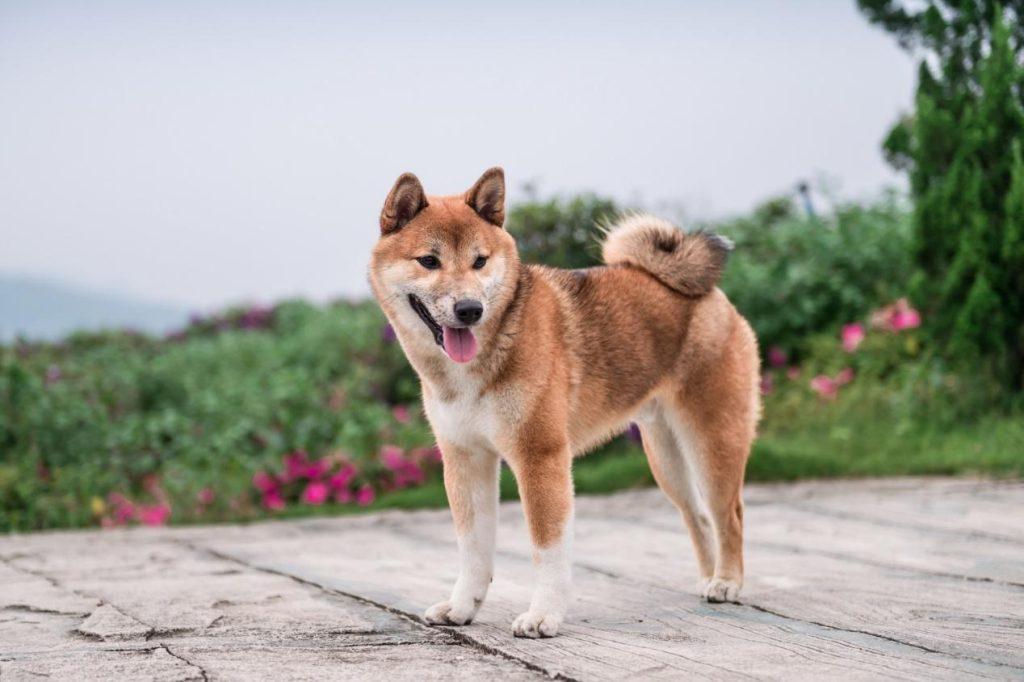 卷尾易区分狼和狗，除了柴犬萨摩，13种卷尾狗你认识几种？