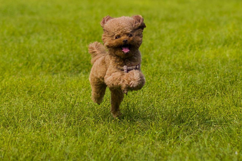 泰迪犬走丢了怎么办？不用太慌张，这几个地方找找，很大机会能找到的！