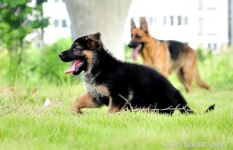 3个月大的德国牧羊犬你知道怎么喂吗？