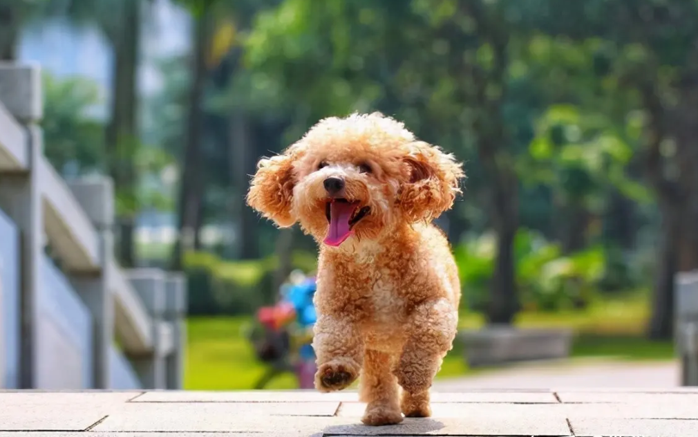 分享泰迪犬训练教学，掌握相关的训狗技巧，别说你养了那么久还不会训