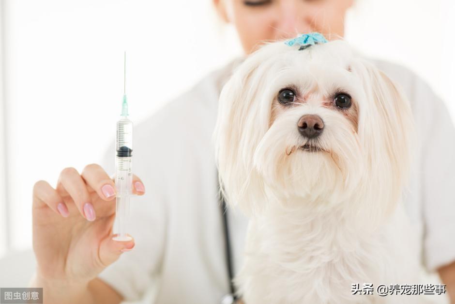 狗狗需要接种的疫苗都有哪些？给狗狗接种疫苗有哪些注意事项？