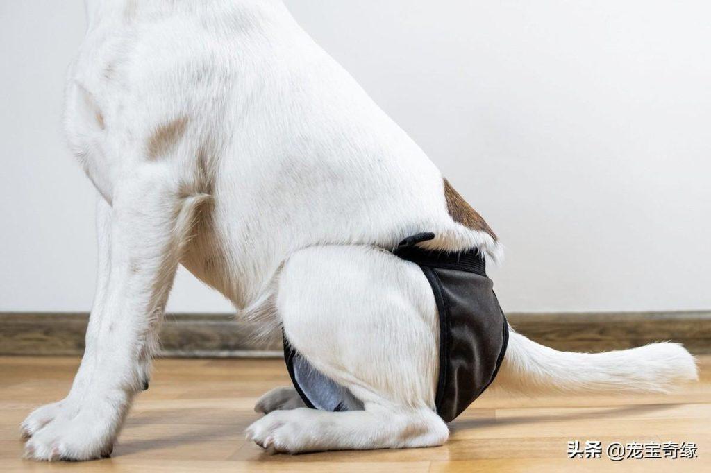 狗尿布是什么？您的狗狗需要吗？