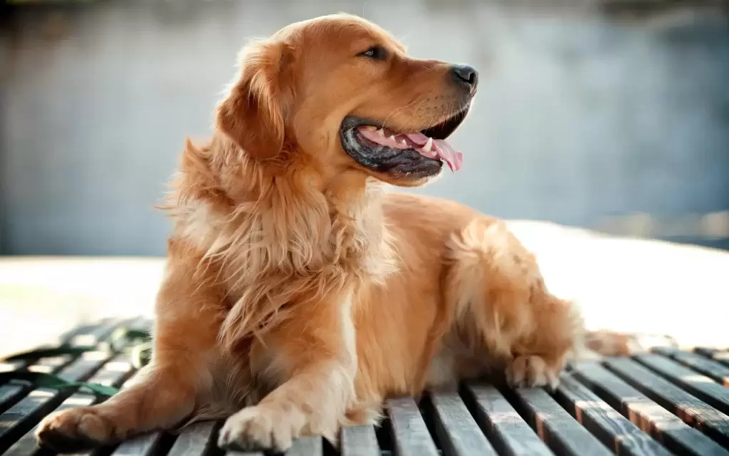 当金毛犬有这些症状时，家长们就要注意了，多留意观察狗狗的行为