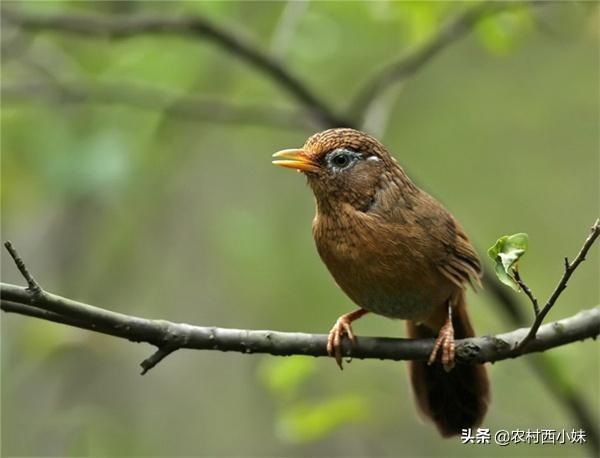 不同的鸟习性不同，食用的鸟食也不同浅谈画眉鸟饲料类型