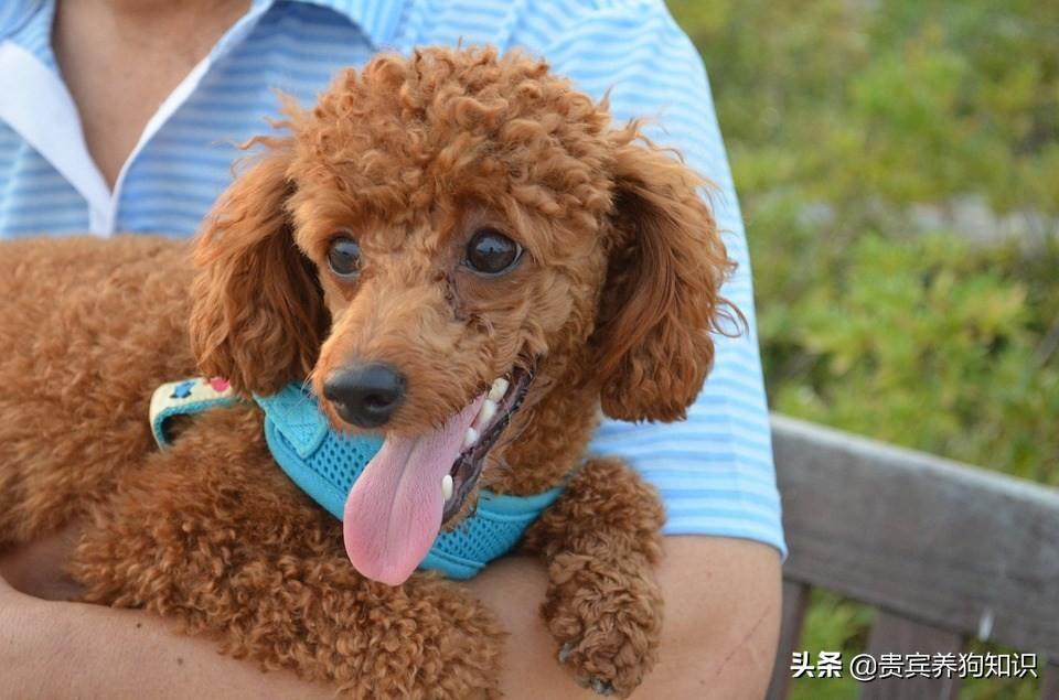 贵宾犬就是泰迪？狗狗太粘人有什么坏处？还可能咬伤家人