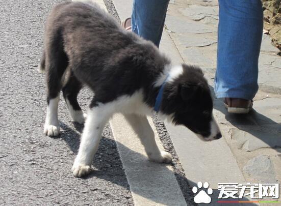 边境牧羊犬多久成年？有什么形态特征？中大型犬两岁成年及形态特征分享