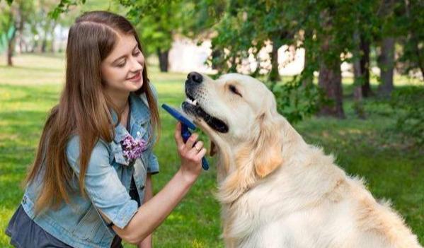 金毛犬总是掉毛怎么办？不用怕这5帮你解决