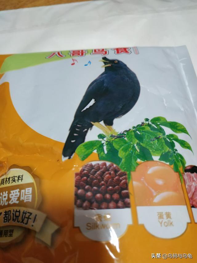 乌鸫喂什么鸟食长得好长得快？这几种鸟食简单易得能养好乌鸫