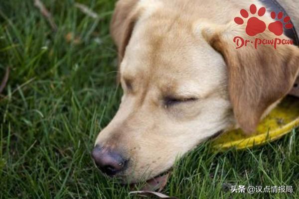 狗狗哮喘有什么症状出现？如何治疗与预防？