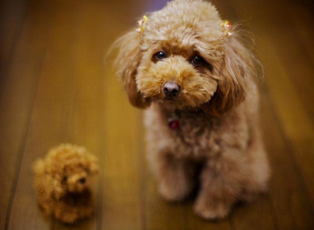 泰迪犬走丢了怎么办？不用太慌张，这几个地方找找，很大机会能找到的！