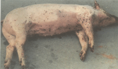 猪场常见的呼吸道疾病有哪些？如何去除体表寄生虫？