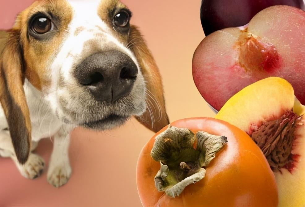 你家狗狗平时最爱吃什么？能提高狗狗食欲的5种食物