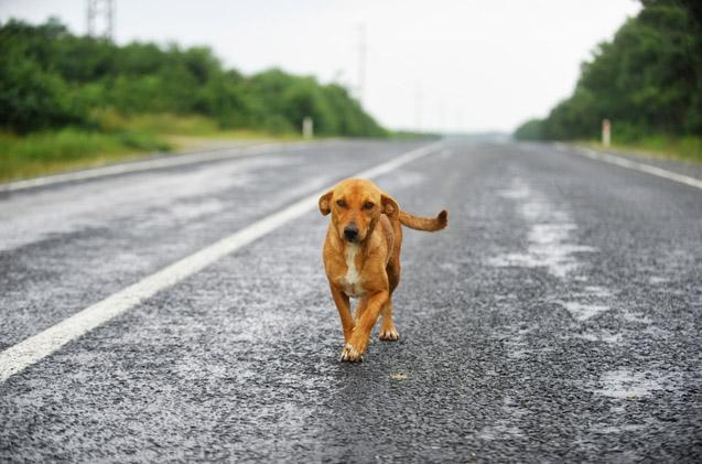 日常狗狗可能产生的危险事项！盘点会导致狗狗意外死亡的十种原因