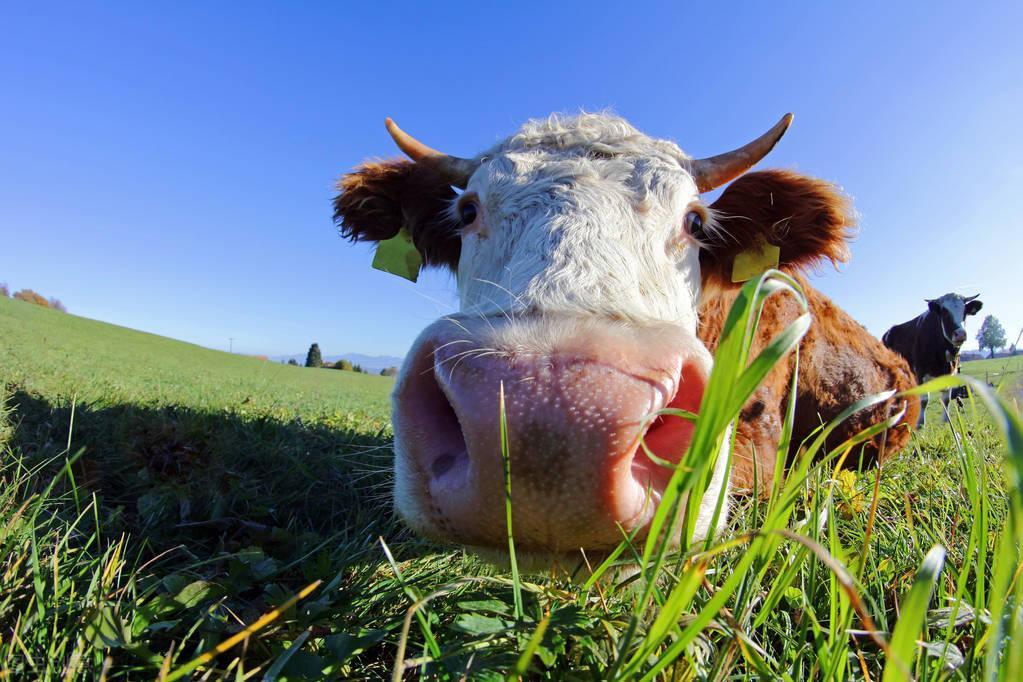 牛得了红鼻子病，要怎样治？肉牛红鼻子是什么病引起的？