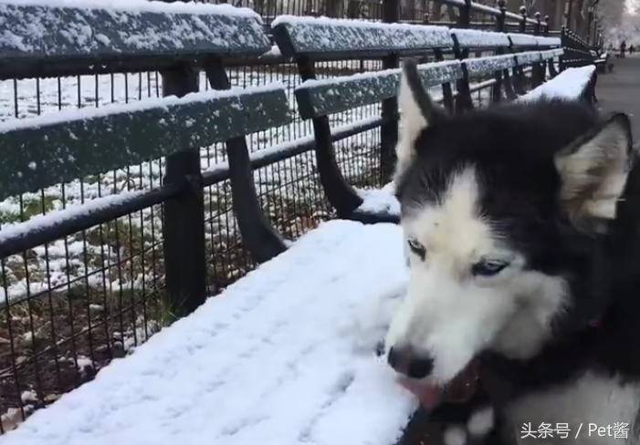 哈士奇去吃雪就是很傻？主人怀疑二哈脑子坏了，可是这才是它的本性