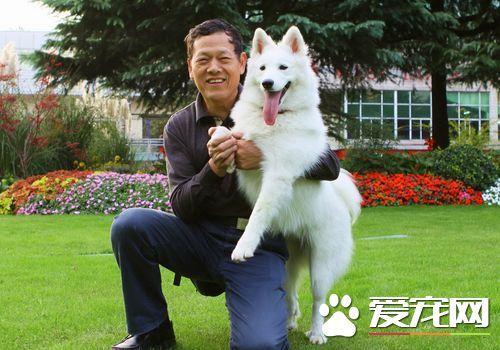 萨摩耶犬的生活有哪些方面的习惯呢?